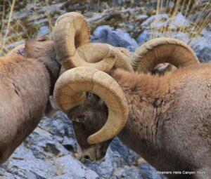 Image of rocky mountain big horn sheep butting heads