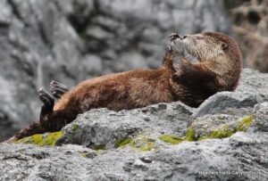 Image of otter laying on his back on a boulder 