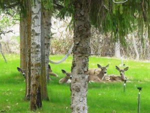 Image of deer relaxing under the trees at Copper Creek