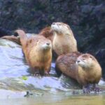 River otters along the river banks 